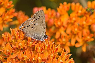 《波动》开发者Rob Hale去世 遗嘱将游戏全部免费